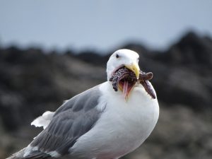 seagull at beach